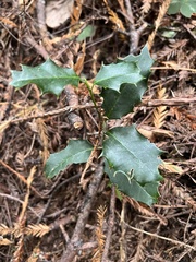 Ilex aquifolium