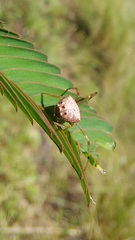 Verrucosa