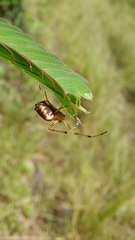 Verrucosa