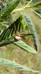 Verrucosa