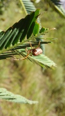 Verrucosa