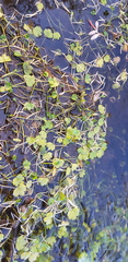 Ranunculus natans