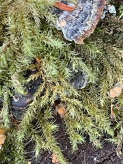 Rhytidiadelphus loreus