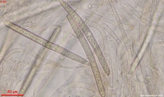 Geoglossum fallax