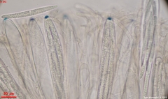 Geoglossum fallax