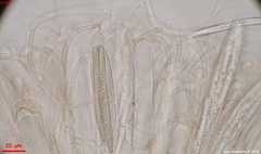Geoglossum fallax