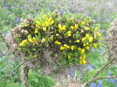 Ulex