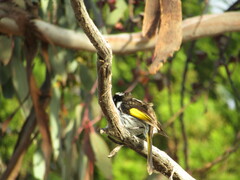 Phylidonyris novaehollandiae