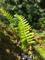 Polypodioideae