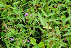 Murdannia keisak