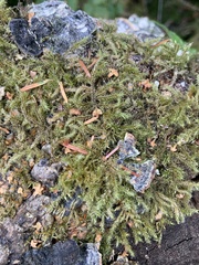 Rhytidiadelphus loreus