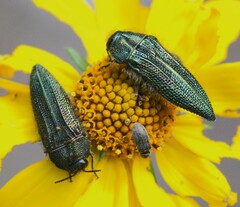Acmaeodera resplendens