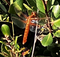 Libellula