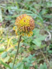 Gaillardia aristata