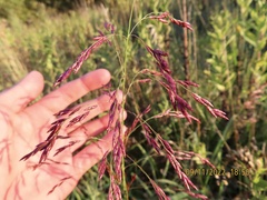 Sorghum halepense