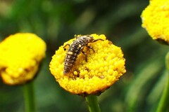 Adalia bipunctata