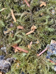 Rhytidiadelphus loreus