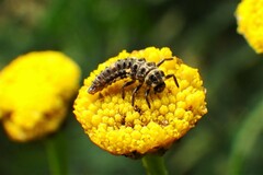 Adalia bipunctata