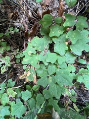 Vancouveria hexandra