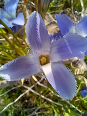 Gentianopsis crinita