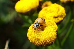 Adalia bipunctata
