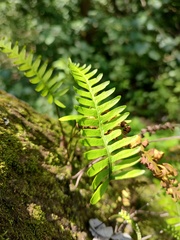 Polypodioideae