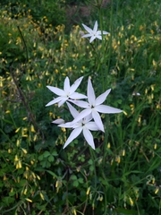 Leucocoryne ixioides