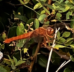 Libellula