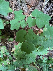 Vancouveria hexandra