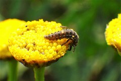 Adalia bipunctata