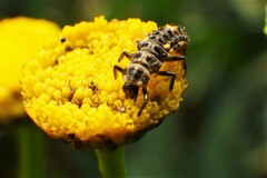 Adalia bipunctata