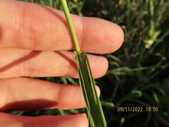 Sorghum halepense