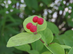 Lonicera tatarica
