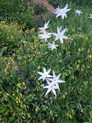 Leucocoryne ixioides