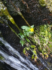 Arnica lanceolata