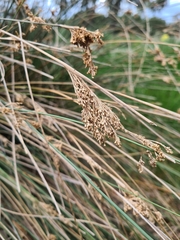 Juncus