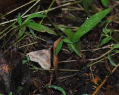 Phalaenophana pyramusalis