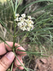 Asclepias subverticillata