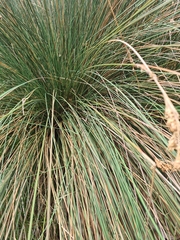 Juncus