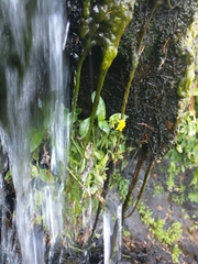 Arnica lanceolata