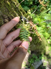 Polypodioideae