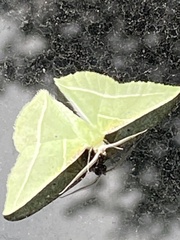 Dichorda illustraria