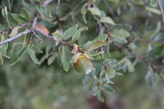 Quercus microphylla