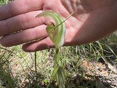 Pterostylis baptistii