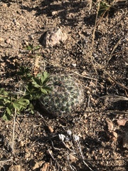 Pediocactus simpsonii