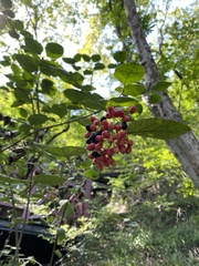 Viburnum carlesii