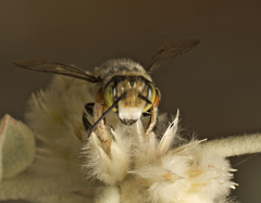 Megachile macularis