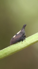 Enchenopa binotata