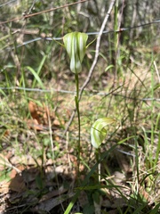 Pterostylis baptistii