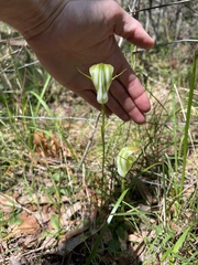 Pterostylis baptistii
